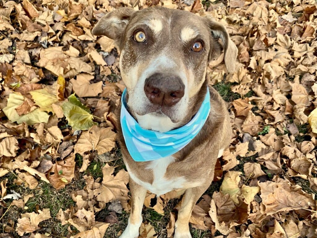 dog bandana with blue and white plaid pattern