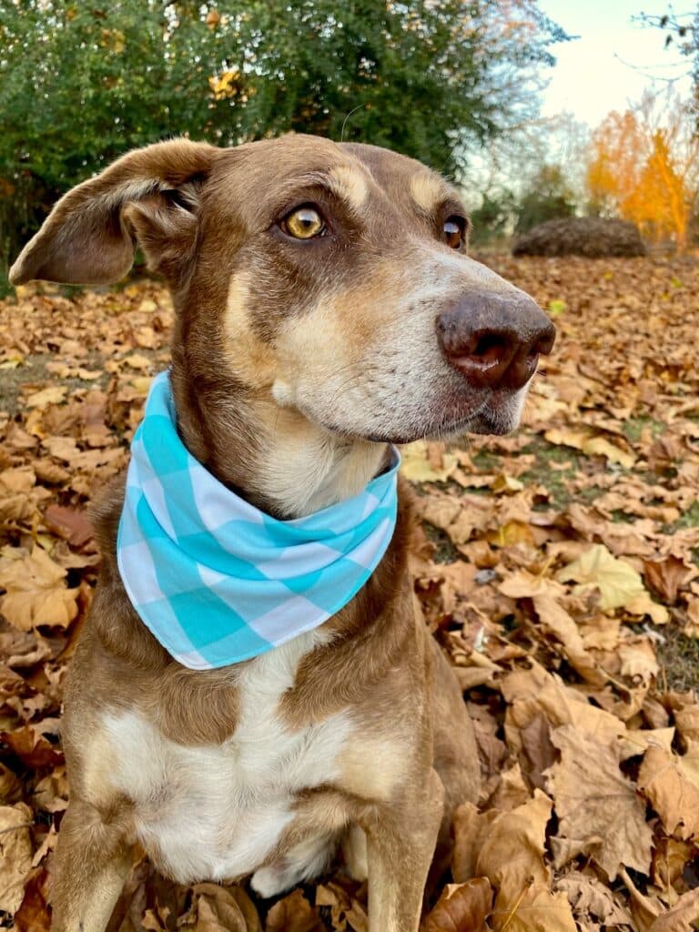 dog bandana closeup on dog sitting on ground in leaves