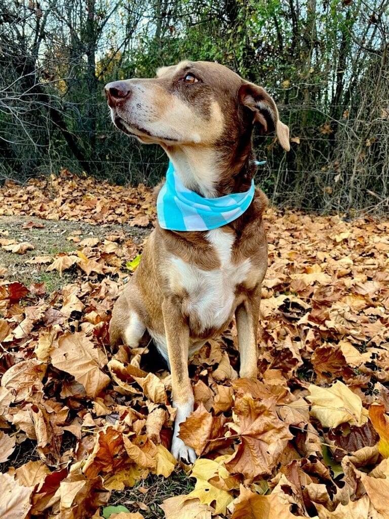 dog wearing a bandana sitting on fall leaves