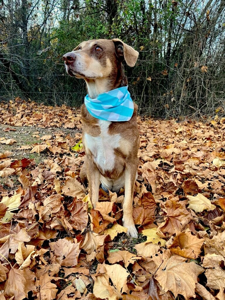 dog bandana with blue and white plaid pattern on dog sitting in leaves