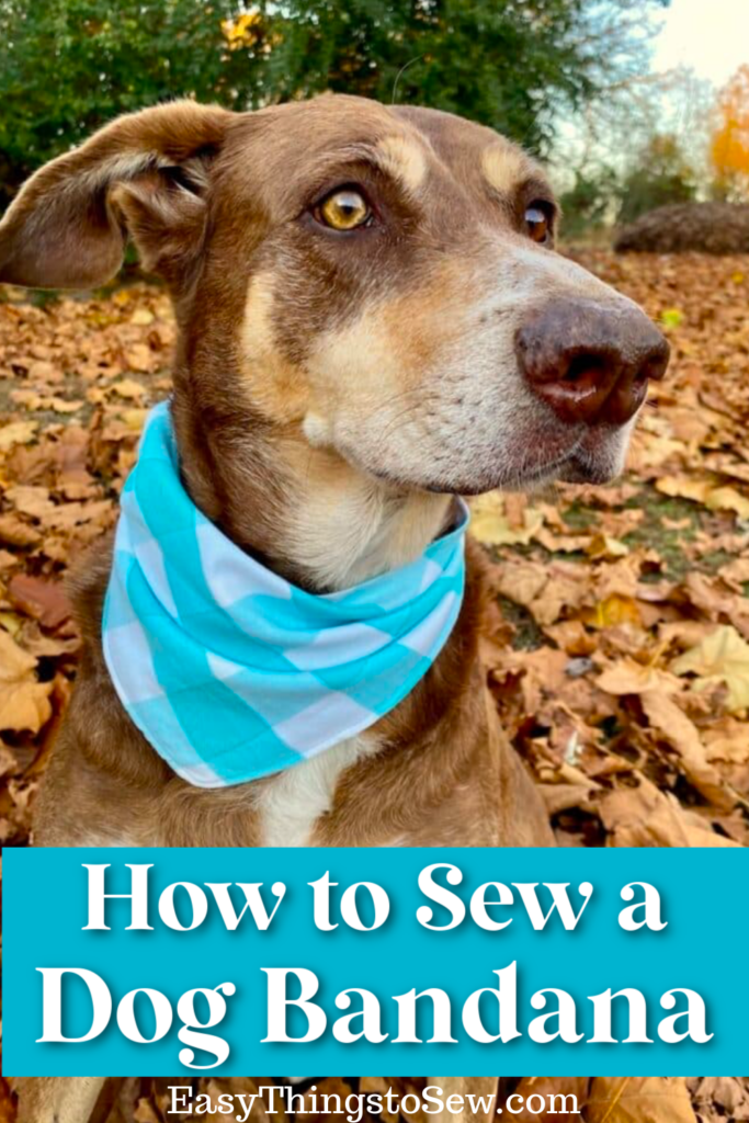 A brown and white dog wearing a light blue bandana, sitting on autumn leaves, with text overlay "how to sew a dog bandana.
