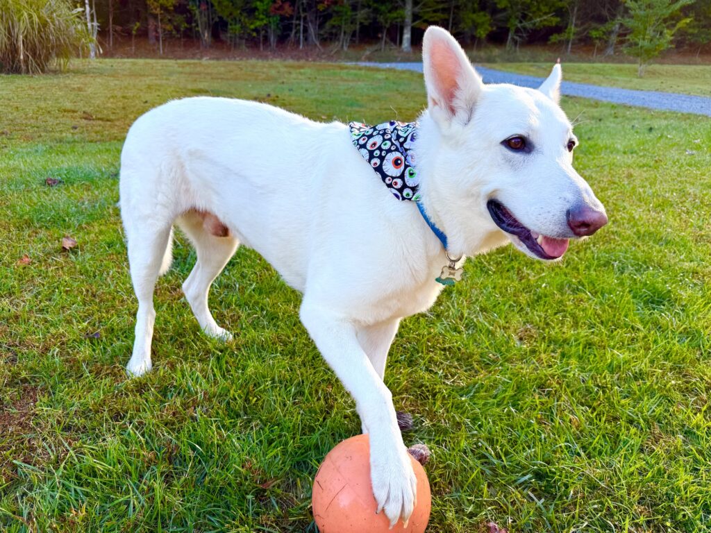 A white dog with an over the collar dog bandana stands on grass, one paw resting on an orange ball. Trees and a gravel path can be seen in the background.
