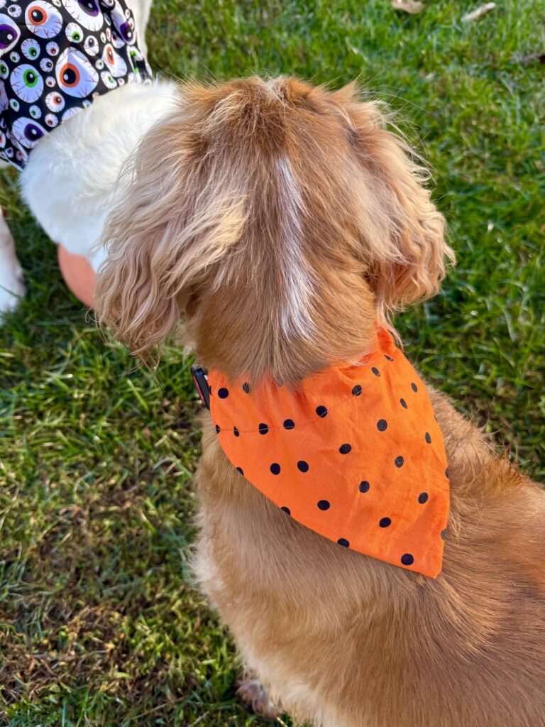 A brown dog with wavy fur wears an orange over the collar dog bandana with black polka dots, standing on grass next to another dog partially visible on the left.