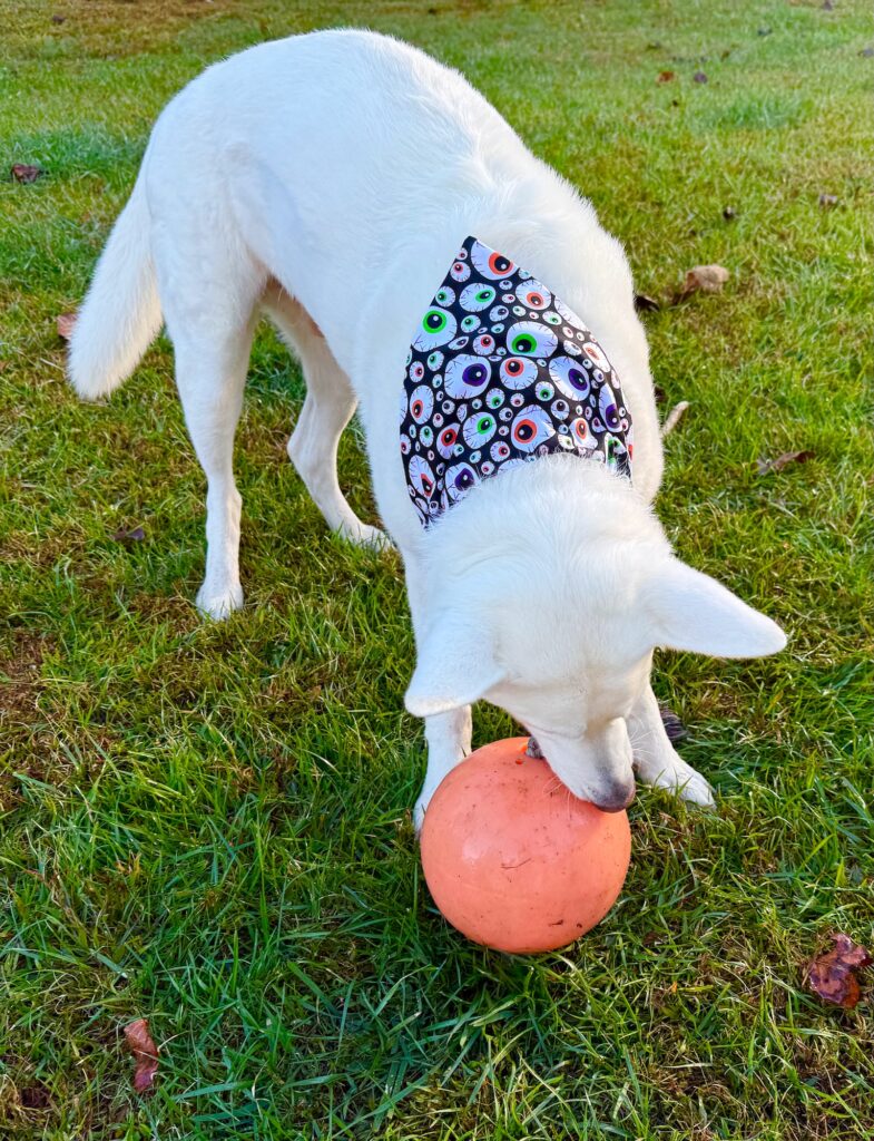 A white dog wearing an over the collar dog bandana plays with an orange ball on green grass.
