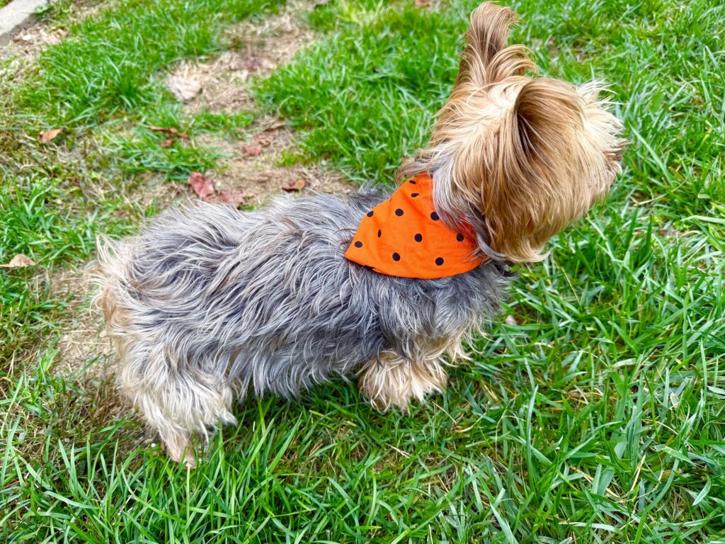 A small, long-haired dog stands on green grass, looking away from the camera and sporting an orange polka-dot over the collar dog bandana.