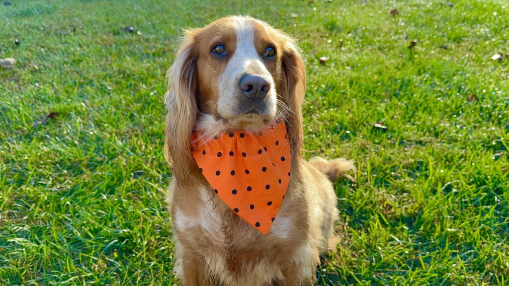A dog wearing an over the collar dog bandana.